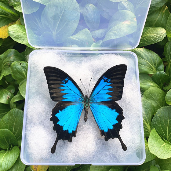 Real butterfly specimen decoration has spread wings dragonfly insect specimen real insect student creative birthday gift transparent box