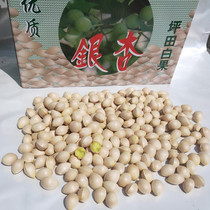 Nouveau fruit Shaoguan production spéciale sud Xiongdrome Tian frais crus blanc cru ancien arbre gingko fruits avec coquille poudreux glutineux gros fruits envoyant un fruit