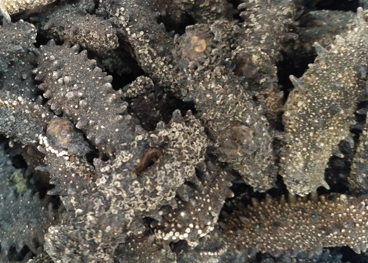 Hokkaido sea cucumbers wild pure and dry gill Japanese red ginseng 60 kilos 50g grams-Taobao