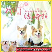 婉蔓 Corgi Pet свадебное платье Corgi Puff Get Wedding Dog Dog Dog Dog милая юбка