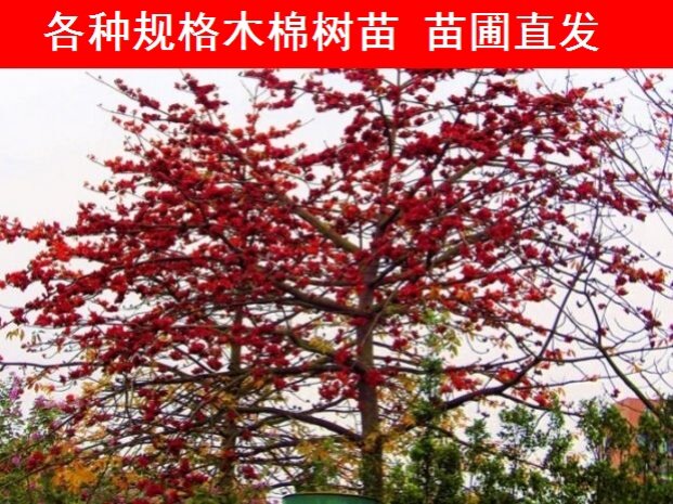 Kapok sapling indoor large-scale green planting tree real flower different kapok green plant outdoor easy to grow living yard domestic green plant