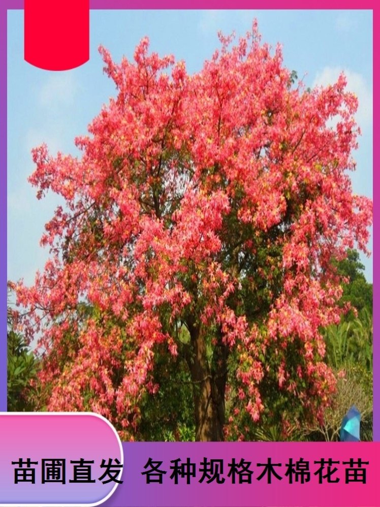 Kapok sapling indoor large-scale green planting tree real flower different kapok green plant outdoor easy to grow living yard domestic green plant