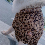Pet Leopard Pattern осень и зимние розетки плюшевая скот кошка Bull Cat Golden Hair Alaska Cardigan две юбки