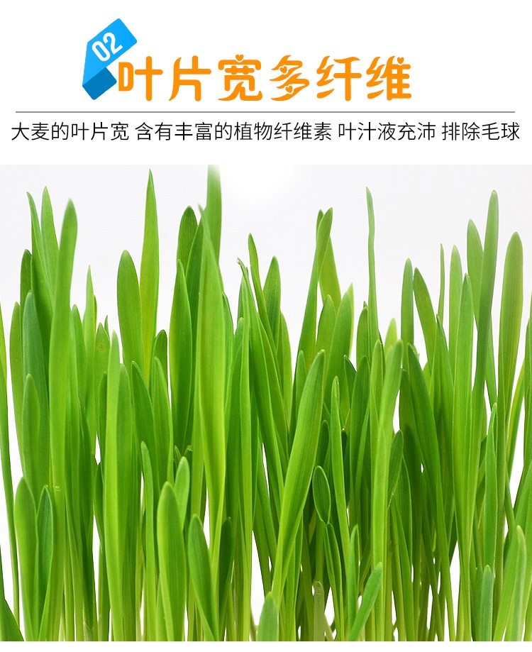Mèo trồng hạt giống bộ tóc kem mèo ăn nhẹ mèo mèo cỏ cung cấp vật nuôi đất dinh dưỡng - Đồ ăn nhẹ cho mèo bánh thưởng cho chó mèo 100g