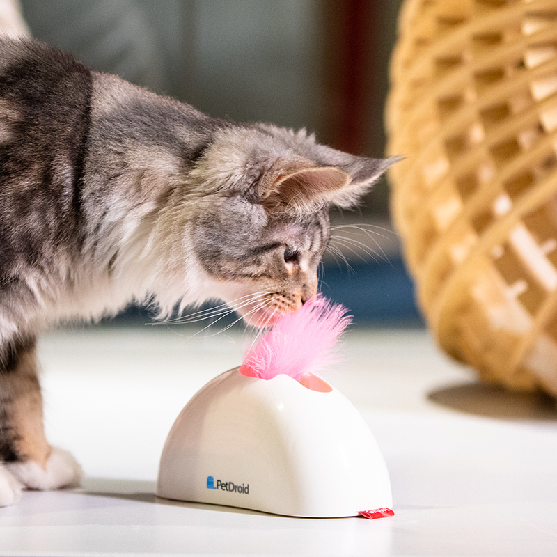 Hide Cat ~ GiGwi is expensive for cat Toys Cat Stick Feather Bite High Elasticity Electric Automatic Fighting Cat Stick