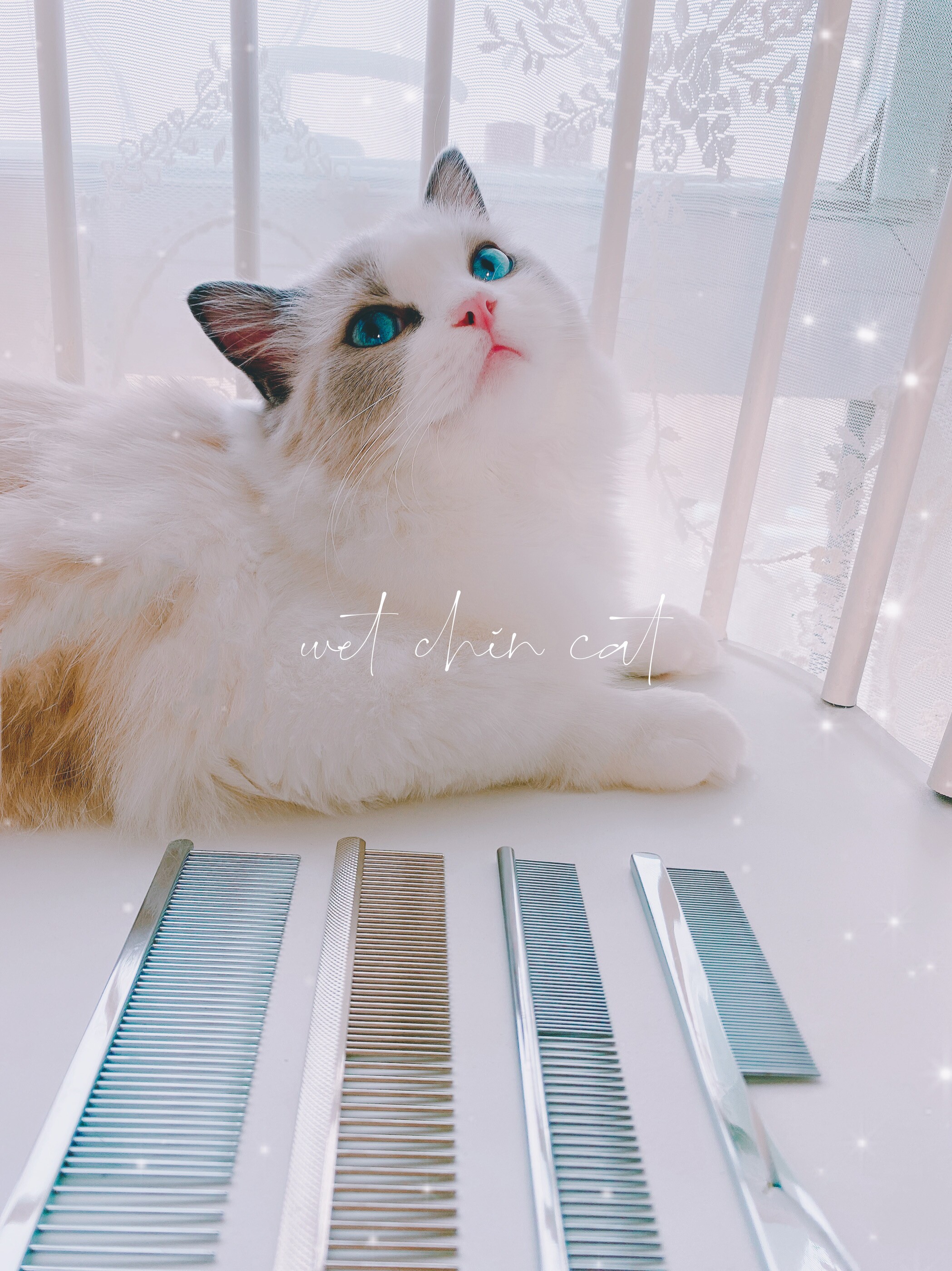 Japanese grade comb ruler middleot K-pro Pet row comb Cat dog general ...