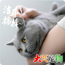 China pidan ear cleaning cotton swab containing cleaning care solution] 30 boxes of pet essential oil cotton swabs