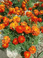 Peacock Grass Fire Red Double Letals 1000 Капсулы+2 упаковки удобрения