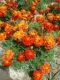 Peacock Grass Fire Red Double Letals 1000 Капсулы+2 упаковки удобрения