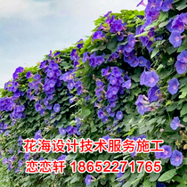 Vine Morning Glory big morning glory seed climbing vine seed climbing vine four seasons flower and grass balcony potted garden horn flower seed