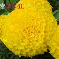 Wanshou Chrysanthemum Golden Yellow 1000 капсулы+2 упаковок