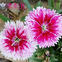 Changxia Stone Bamboo-Mixed Color 1 грамм около 400 капсул