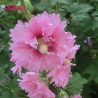 Hollyhocks Pink 5 грамм около 400 капсул