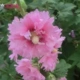 Hollyhocks Pink 5 грамм около 400 капсул