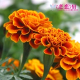 Lianlian Xuan Moby Seed