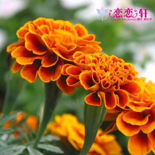 Lianlian Xuan Moby Seed