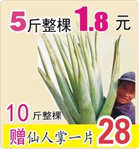 Edible beauty salon skin Yunnan natural Curacao fresh aloe vera seedlings 5-14kg pot