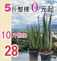 Yunnan Plateau Natural fresh aloe leaves Curacao Aloe Fresh Leaf seedlings edible skin irrigation