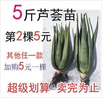 Origin straight hair Yunnan Plateau full open-air aloe seedlings 5kg special store