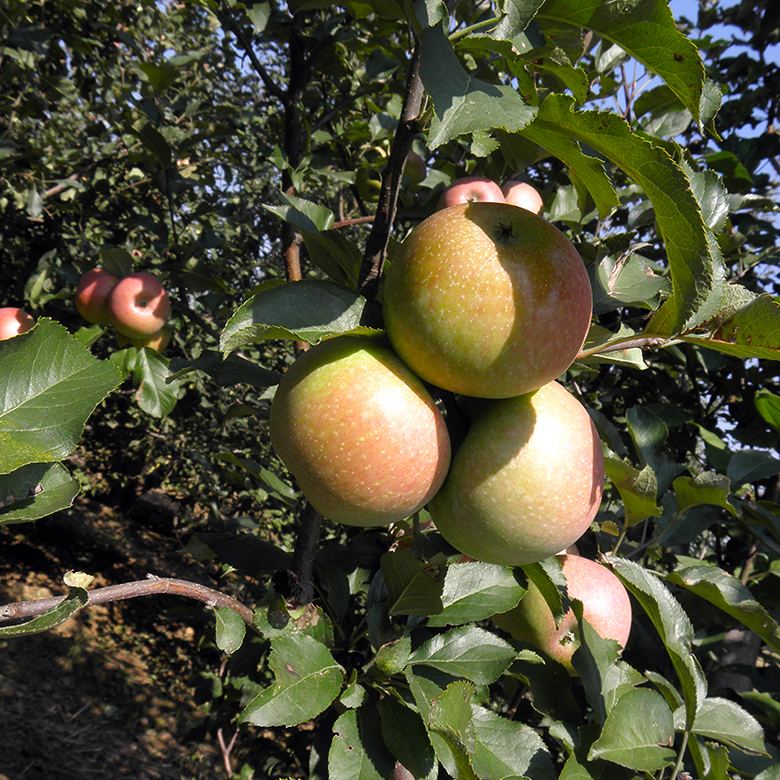 Authentic Guoguang Apple Huailai Caomaiao Special Meat Crisp, Juicy, Sweet and Sweet, 5 Jin A Box