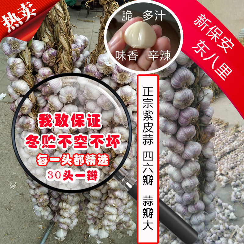 Pregnant West Eight Lane New Security Purple Peel Garlic 2021 New garlic 30 Head-in-the-head Beijing-Tianjin-Hebei region