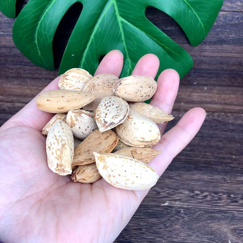 Squirrel food Hamster non-fan staple food grain badam badan wood staple food snacks molar nutrition natural raw products