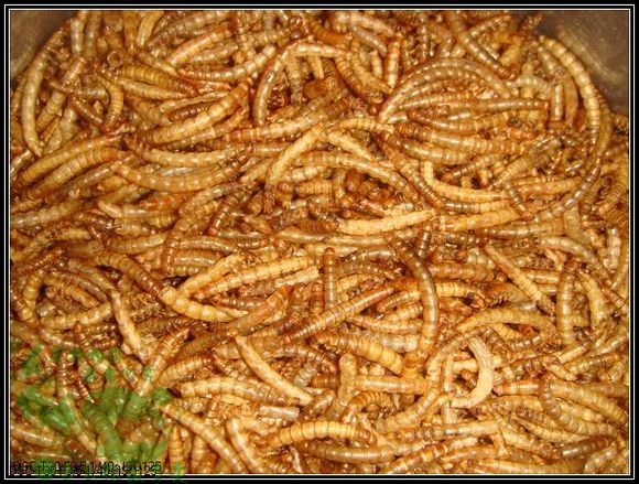 Honey bag glider staple food pet snacks hamster squirrel high-quality natural mealworm dry mealworm dry 500g affordable pack