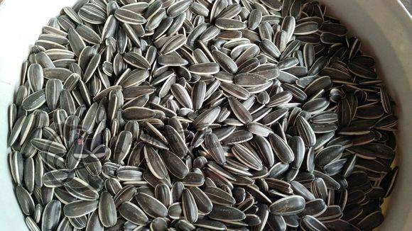 Squirrel food hamster staple food sunflower seeds natural unprocessed big melon seeds raw melon seeds golden silk bear food flower branch mouse food