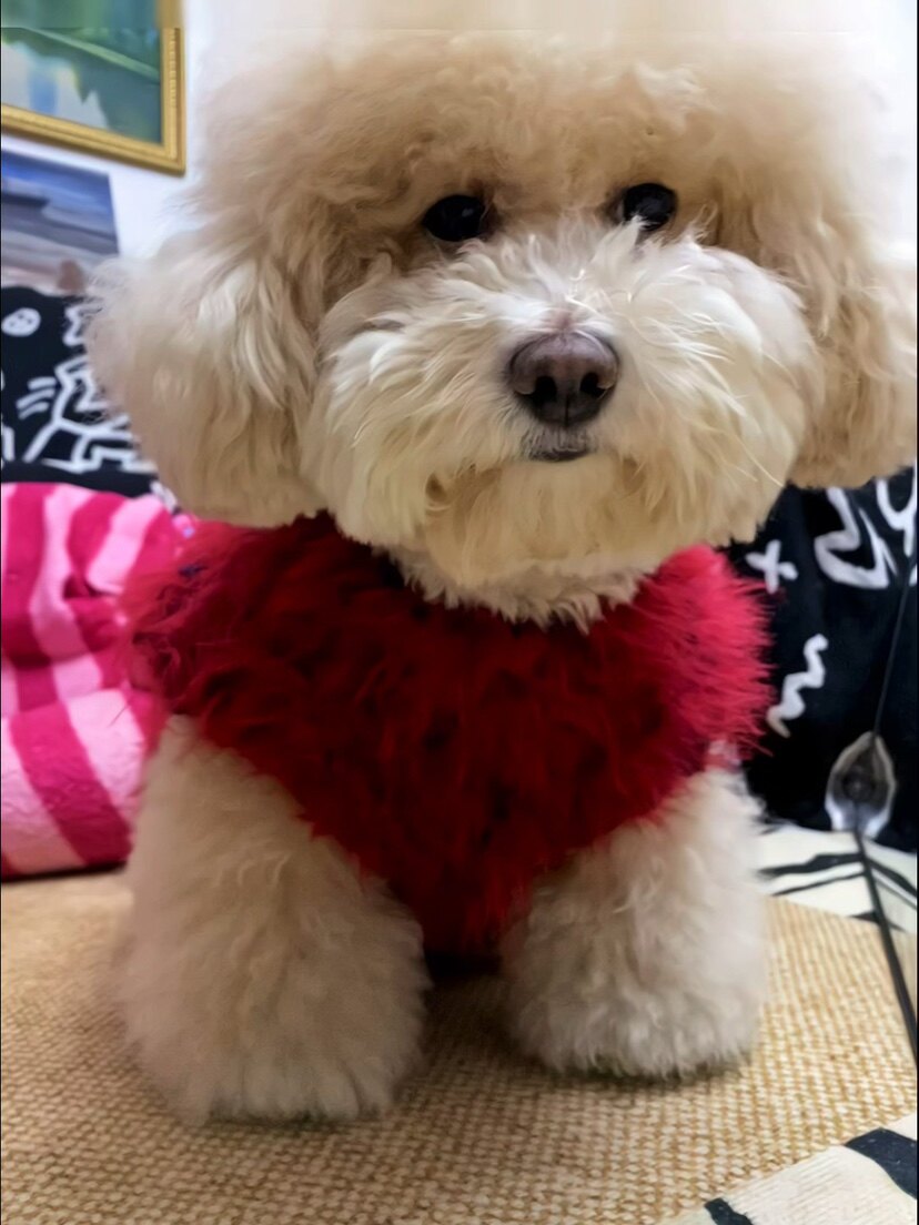 小熊不二