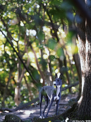 Pet Photography Pearl River Delta Guangfo Area Photography, Photography Photography, Dog, Cat Rabbit Hedgehog