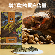 Education belongs to gui liang education turtles tortoises grain gui si liao hatchlings into gui liang vegetarian turtle rainforest type Calcium food General