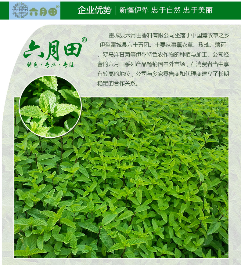 Tháng sáu lĩnh vực hạt tiêu giống như bạc hà tinh khiết sương dầu kiểm soát hương liệu hoa nước tinh dầu tinh khiết sương chính hãng mực tinh dầu hương nhu