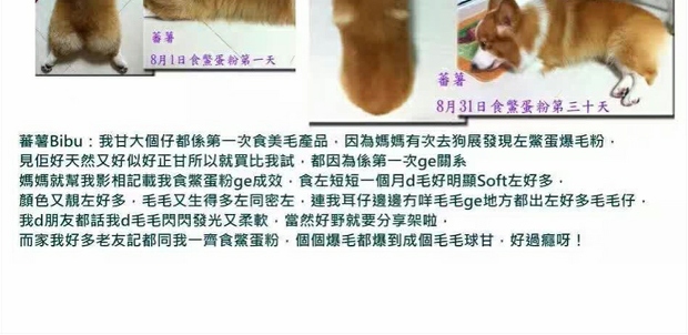 Bột trứng cút Đài Loan 100g bột trứng chim cút Đài Loan Dog cat beauty tóc bột thú cưng tô màu thú cưng đặc biệt - Cat / Dog Health bổ sung cho mèo con uống sữa gì