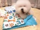 Gấu De Thế giới thú cưng Hàng hóa Mèo Chó Mùa Chăn Chăn Ấm Mùa Đông Chăn Mềm Mat - Cat / Dog hàng ngày Neccessities 	bát ăn đôi cho chó	