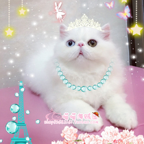 Pure CFA pedigree Pure white male long-haired cat Persian Cat Exotic short-haired cat Garfield has arrived at Ningbos new home