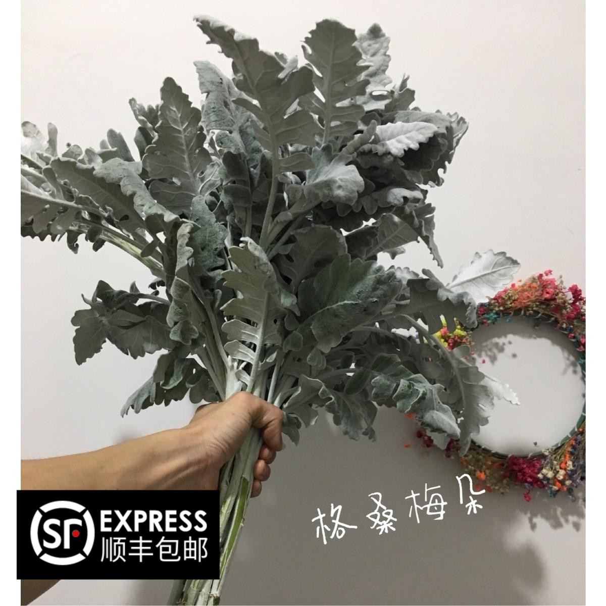 Silver leaf chrysanthemum Yunnan Kunming flowers versatile silver leaf chrysanthemum with flower silver leaf chrysanthemum fresh cut flowers with grass direct batch bouquet with grass