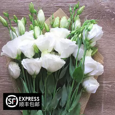 Kunming fresh flowers bellflower all kinds of flowers all kinds of fresh cut pollen color flower farmers flower base direct sales