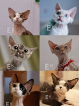 German curly cat deposit link EK Elf Kingdom Cattery CFA registered professional cattery