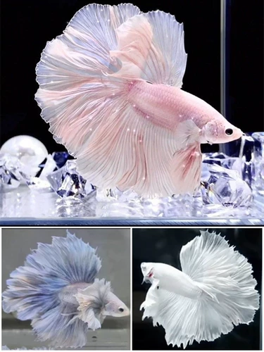 Thai Douyu Fairy Fairy Banyue Pure White Super Beauty Lazy Online Red Pet Tropical Obiastic Fish Fish