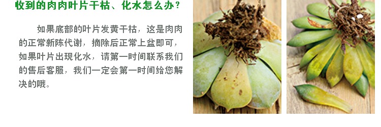 Mọng nước, tiểu cảnh, làm vườn, trồng trọt, bộ dụng cụ, xẻng hoa, tưới nước, ga, thổi, bọ cạp đồ làm vườn