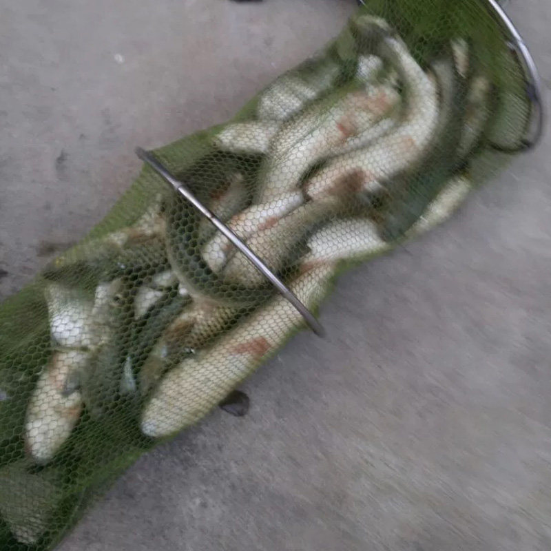 釣魚得先學好基本功如何用魚餌 每日頭條