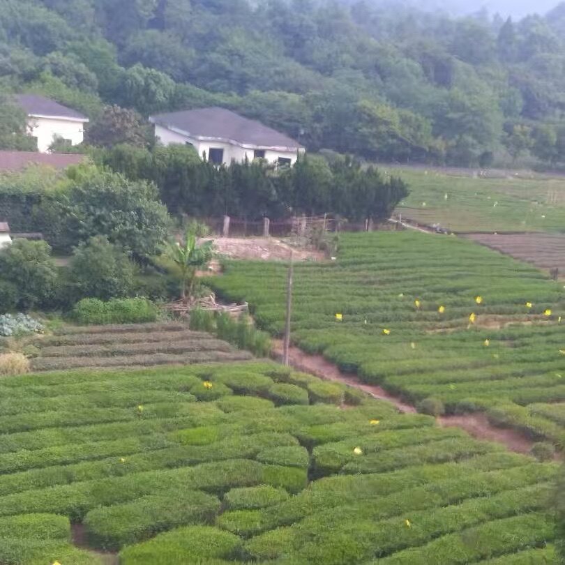 茗品源茶业