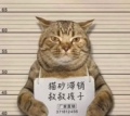 喵喵主子俱乐部