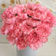 Flower Yunnan direct delivery carnation base same city express delivery water culture bouquet Kunming birthday Mother's Day gift