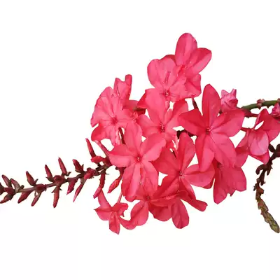 珍珍园艺红雪花小花苗盆栽绿植花卉植物耐热耐寒庭院阳台爆花易养