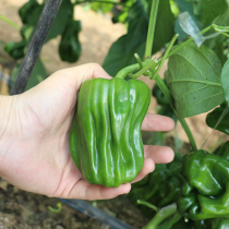 Pepper seeds wrinkled pepper seed Pepper Spicy Spicy Spicy and high-yield southern spring sowing Four Seasons vegetable seeds