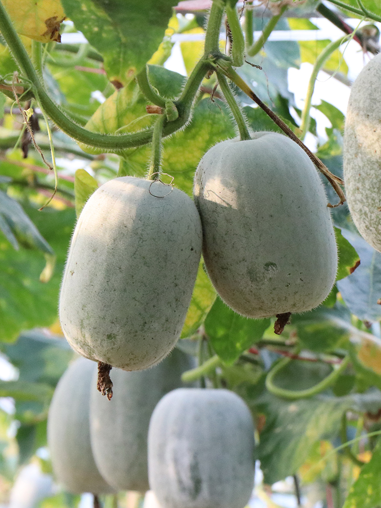 String of bell winter melon seed seed Seed Vine Pink Leather Mini small East melon Spring autumn courtyard to grow fruits and vegetables-Taobao