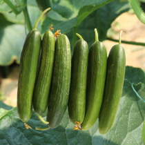 Fruit cucumber seed seedlings small green melon seeds high yield spring summer autumn Four Seasons balcony potted vegetable seedlings