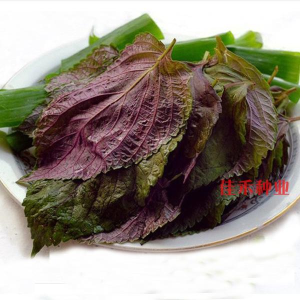 Purple Su Seed Seed seed hole potted edible with suzi leaf Southern summer autumn planting vegetable seed Su Ziye Ye
