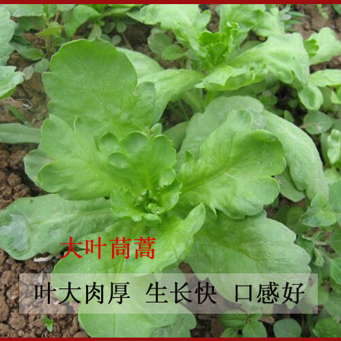 Large Leaf of Chrysanthemum Chrysanthemum Seeds of Sunflower Seeds of Chrysanthemum Flowers Spring Sowing Autumn Seasons Sowing Vegetable Seeds Balcony Potted Patio